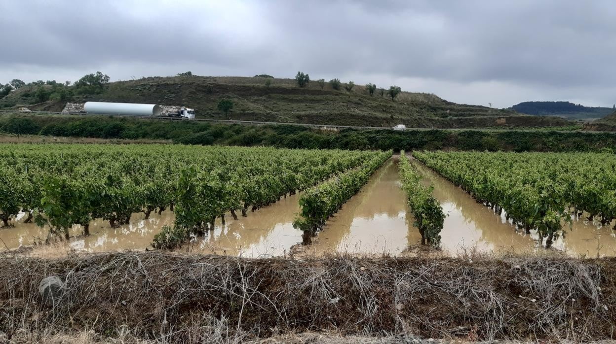 Viñedo anegado de agua tras el paso de una de las fuertes tormentas de los últimos días