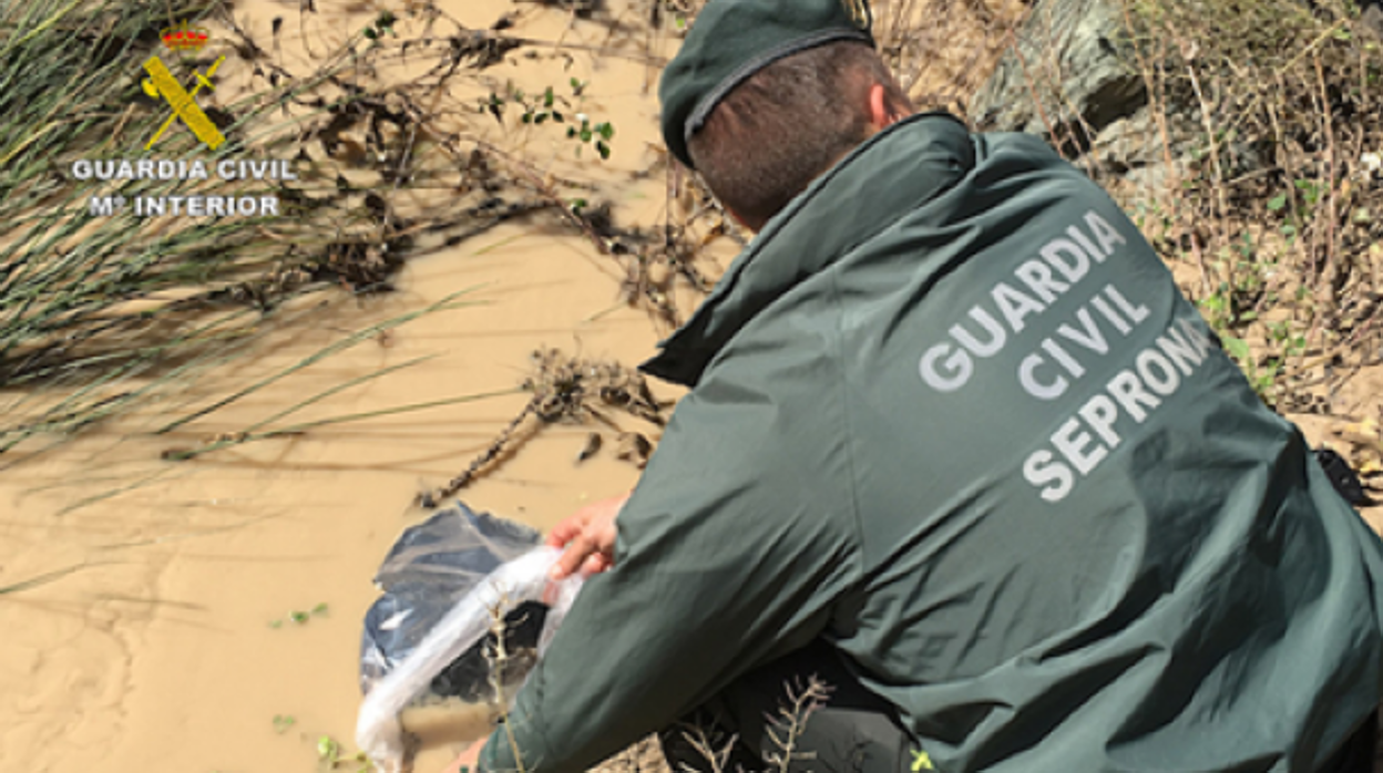 Un guardia civil recoge el cadáver del animal muerto