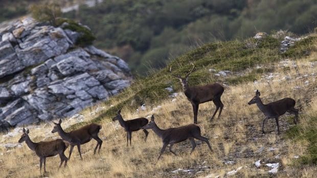 El evento sobre naturaleza y turismo Naturcyl se centrará en los bosques