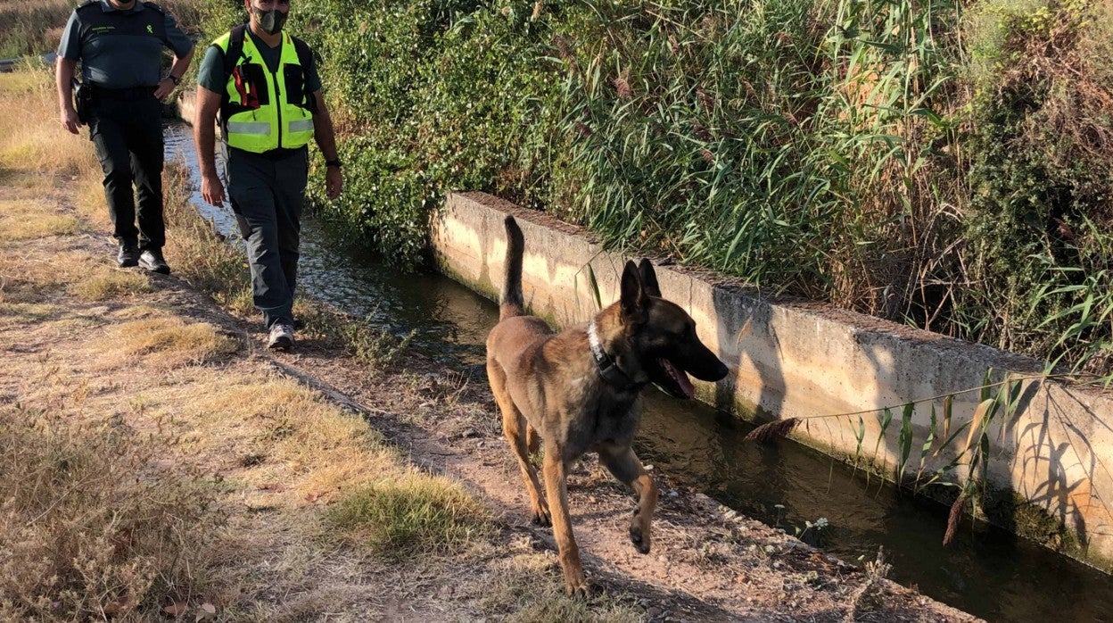 Un perro especializado en la búsqueda de cadáveres durante el rastreo