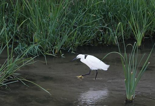 Una garceta común busca alimento en el río Manzanares