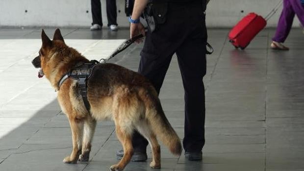 Un perro policía «caza» en Zaragoza al viajero de un autobús con cocaína, éxtasis, LSD y marihuana