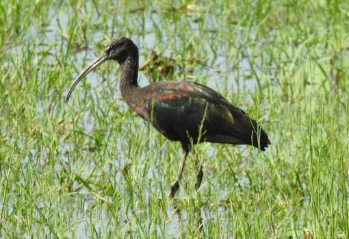 Una de las centenares de especies de aves que viven en el humedal