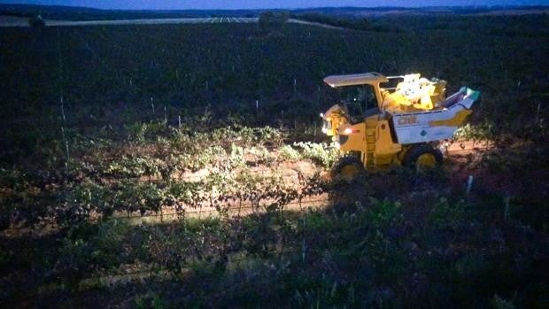 Bodegas Mureda arranca la vendimia en una añada de las que se recordarán