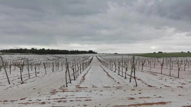 Hay 45.000 hectáreas de viñedo dañadas por la DANA en Castilla-La Mancha, 30.000 de ellas aseguradas