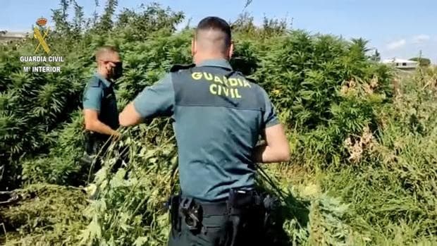 Detenido un hombre de 45 años por cultivar marihuana en la zona de Binéfar