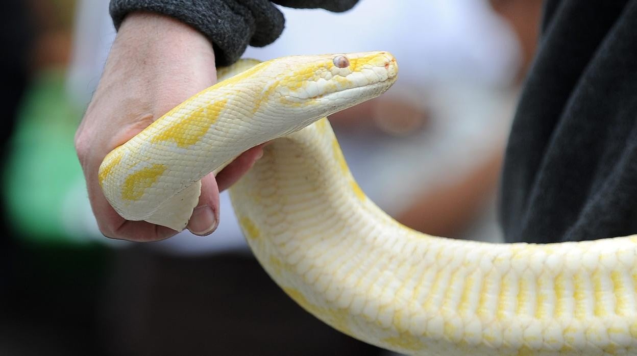 Un ejemplar de boa constrictor, en una imagen de archivo