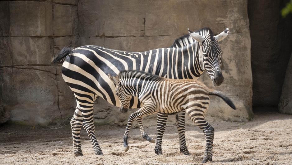 Nace la última cebra del año en Bioparc Valencia