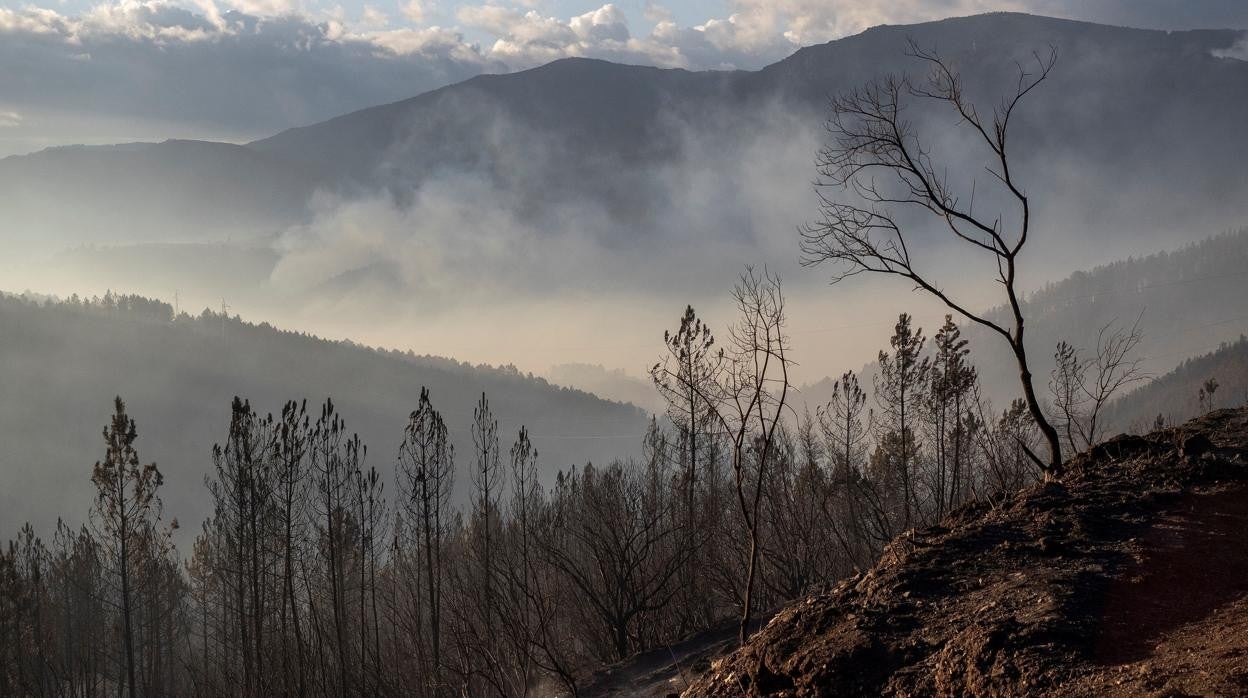 Árboles calcinados en Quiroga, otra de las zonas afectadas por el fuego