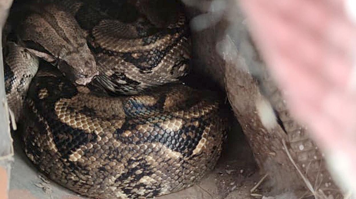 Capturada viva la boa de más de dos metros desaparecida en Palencia