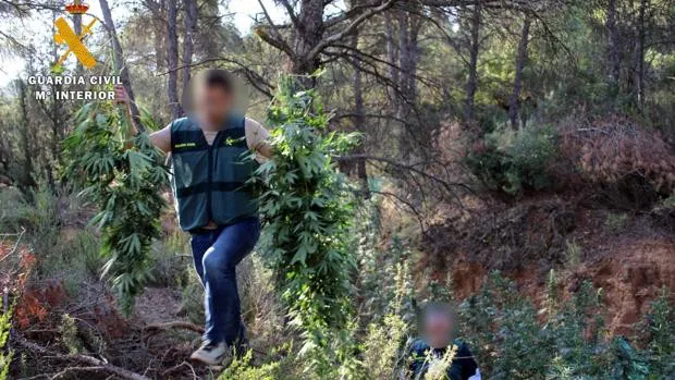 Desmantelada una plantación de marihuana en un pinar de Mequinenza