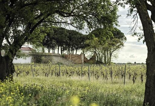 Finca Tinedo, enoturismo en una de las bodegas más antiguas de Castilla-La Mancha