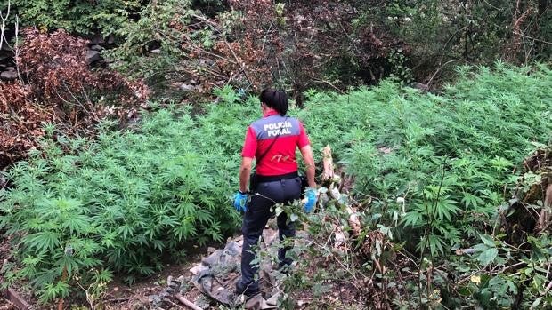 Hiere a tres policías forales al detenerlo con 66 plantas de marihuana