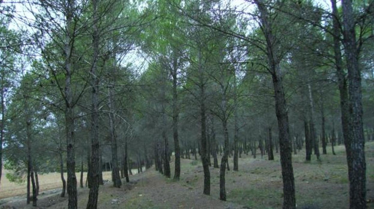 Ciudadanos denuncia el «abandono» del Monte Ardal por parte de la Junta