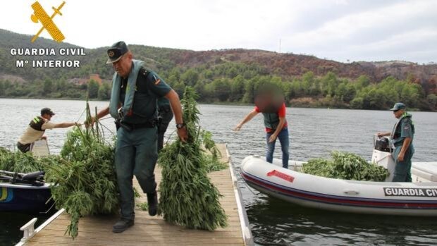 Desmantelada otra gran plantación de marihuana en el entorno de Mequinenza