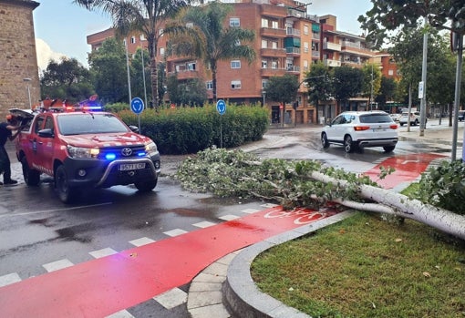 Un árbol caído impide la circulación en Hospitalet