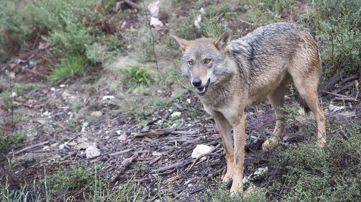 Un lobo, en una imagen de archivo