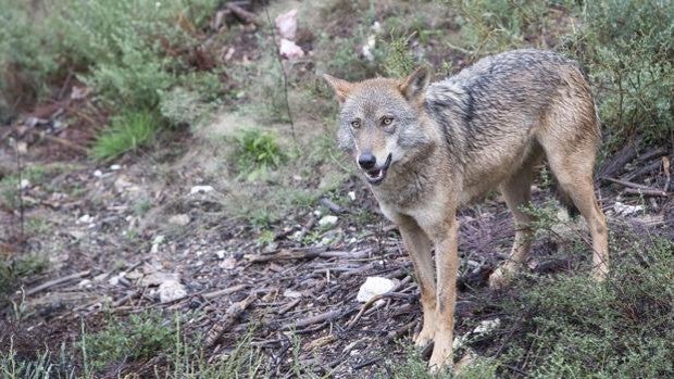 El Gobierno prohíbe la caza del lobo también al norte del Duero