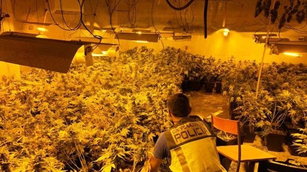 La Policía Nacional desmantela un laboratorio de cultivo acelerado de marihuana en Gandía