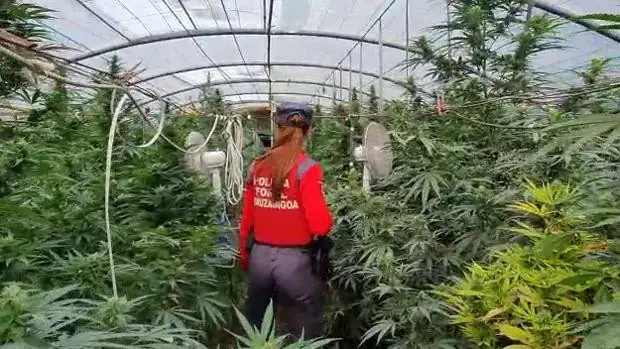 Detenido por cultivar 620 plantas de marihuana