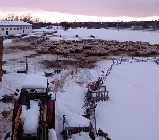 El rebaño de ovejas de la explotación Lechal Colmenar, entre la nieve