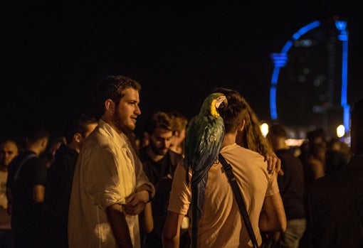 Un papagayo en el botellón de la Barceloneta