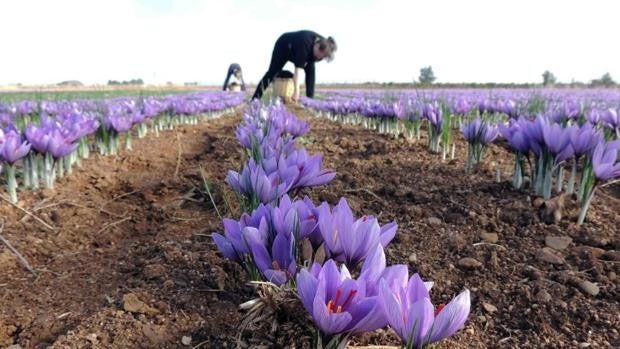 La campaña de azafrán de La Mancha arrancará con un 18% más de superficie