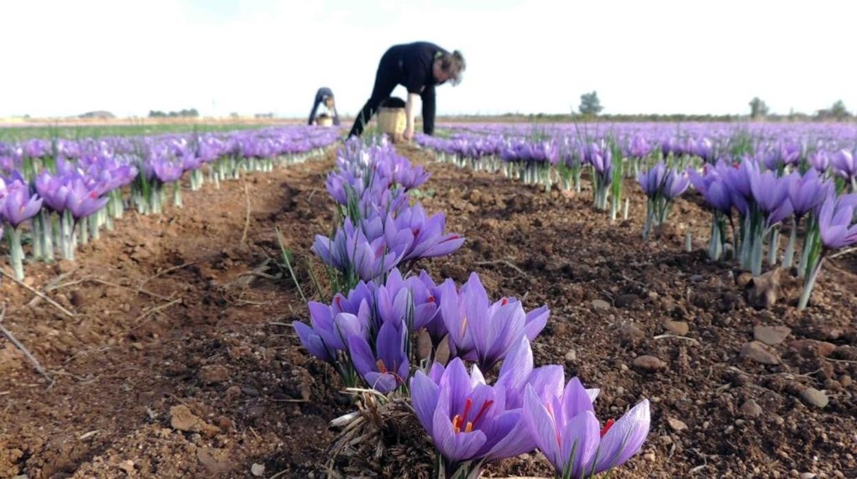 Cultivo del azafrán de Castilla-La Mancha es considerado como el mejor del mundo