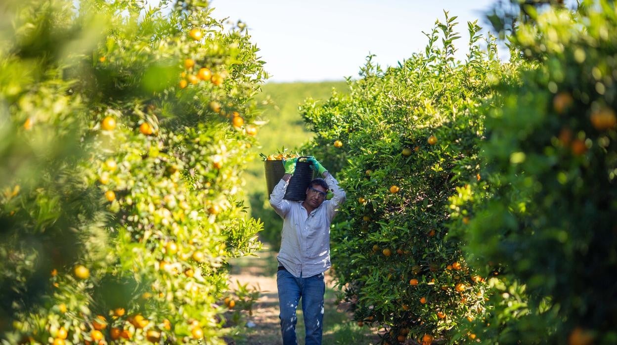 Imagen tomada en uno de los campos de Frutinter, uno de los proveedores de cítricos de Mercadona