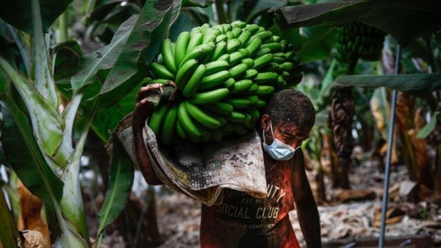 Los plataneros de La Palma, indignados y desesperados: «Los mercados  devuelven la fruta»