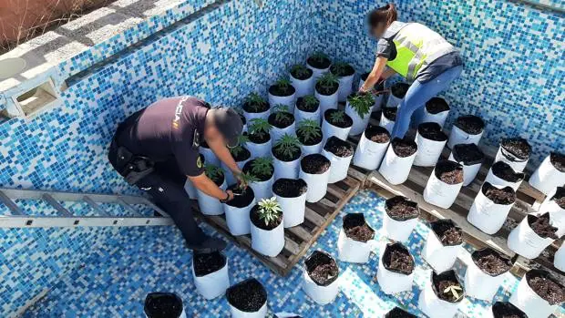 Un dron de vigilancia para incendios forestales descubre una plantación de marihuana en Alicante
