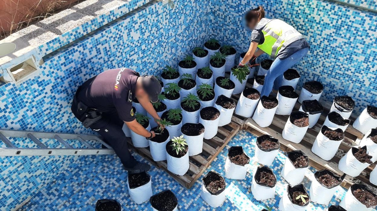 Dos investigadores de la Policía Nacional inspeccionan las plantas de marihuana de una de las fincas localizadas