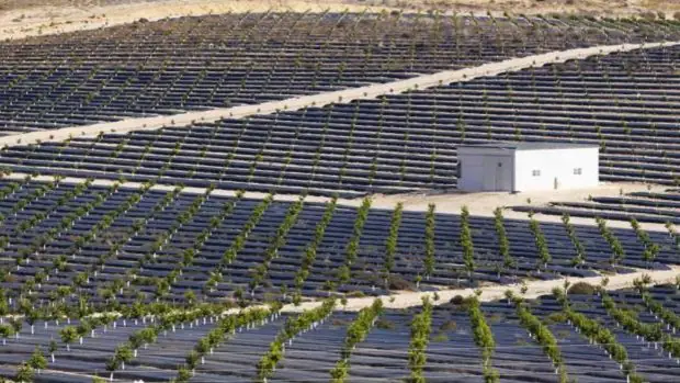 Plantan en Alicante 110 hectáreas de limoneros donde se proyectaron 15.000 viviendas con campo de golf