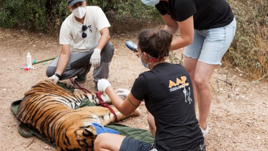 El triste final de dos tigres cuyo dueño dejó en herencia y nadie se hacía cargo de ellos