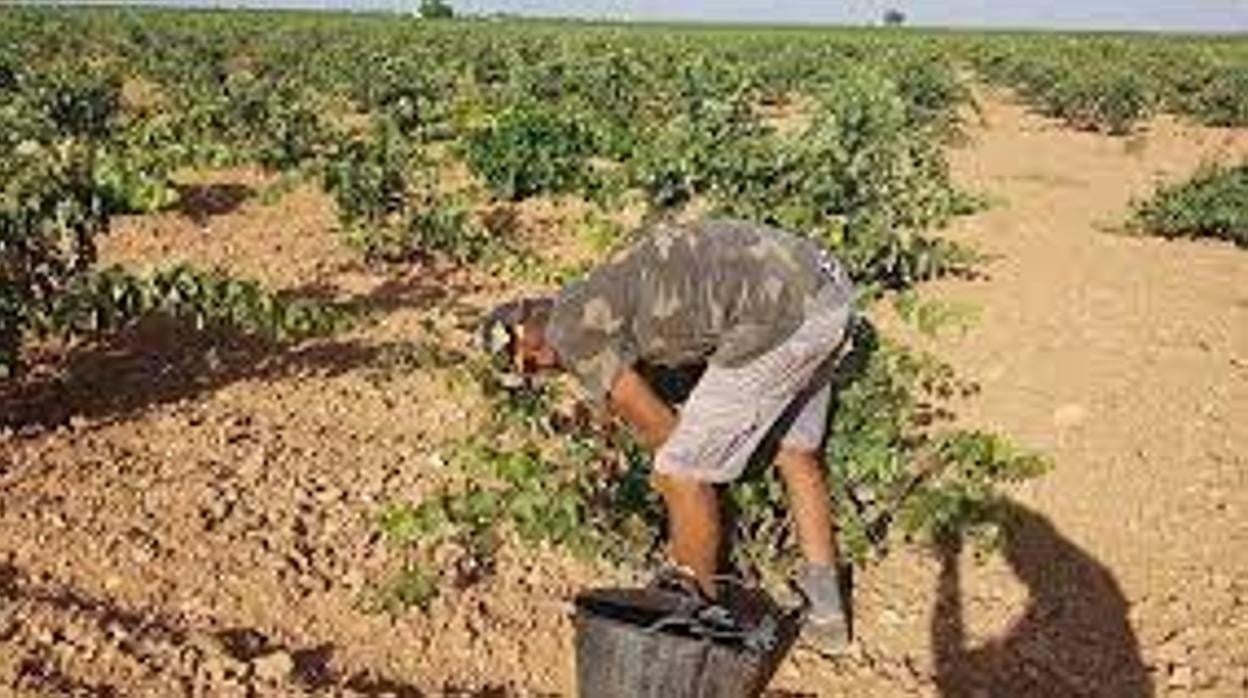 Asaja pide no apoyar un plan estratégico que «genera diferencias entre agricultores»