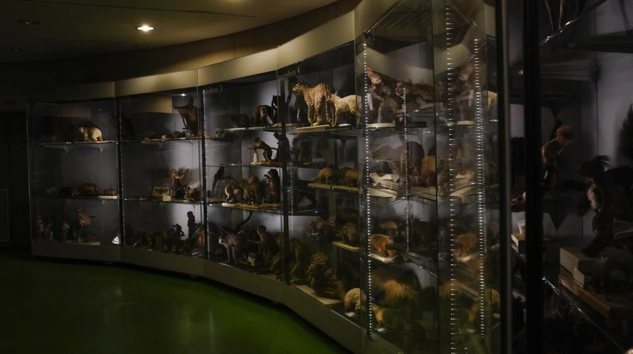 Interior del Museo Nacional de Ciencias Naturales