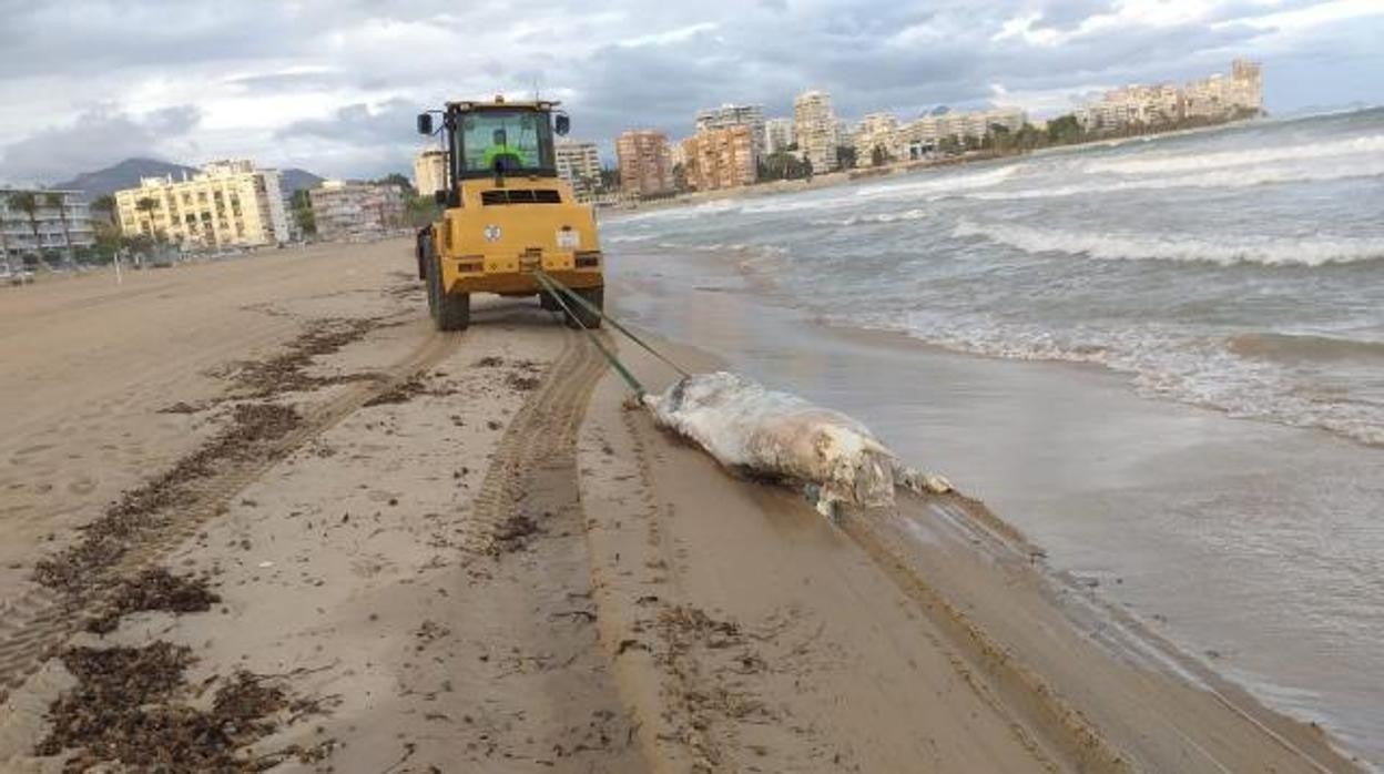 Imagen del cadáver de una vaca hallado en una playa de El Campello (Alicante)