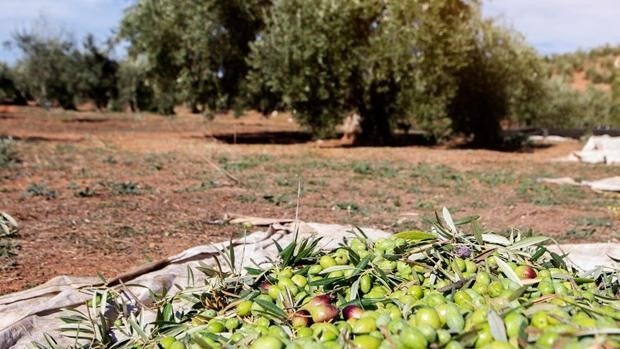 La producción de aceite en Castilla-La Mancha caerá al menos un 20% respecto a la campaña pasada