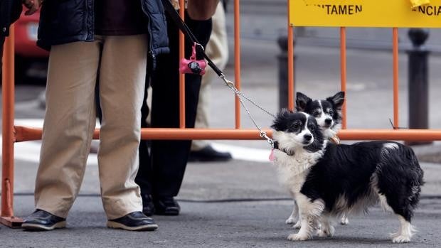 Una falla de Valencia pondrá en marcha su comisión canina en 2022 con un pasacalle para perros