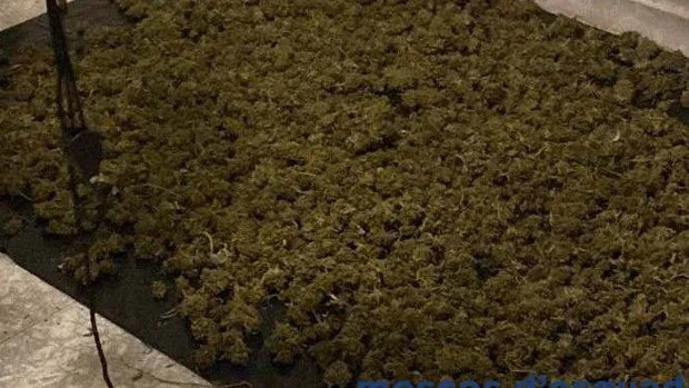 Una pareja okupa un piso en Santa Coloma para cultivar marihuana