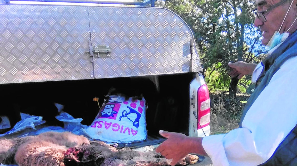 Una ternera muerta por el ataque de un lobo en la provincia de Ávila