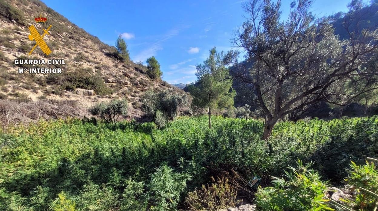 Vista parcial de la plantación de marihuana desmantelada en Fayón