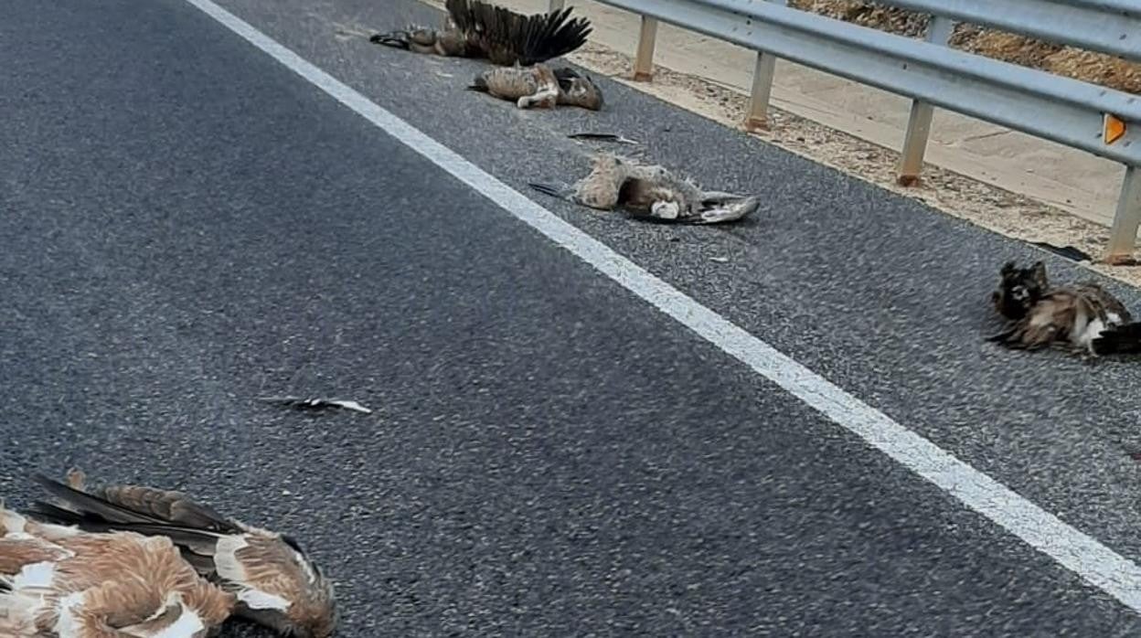 Los seis buitres atropellados en las cercanías de la localidad de Los Rábanos (Soria)