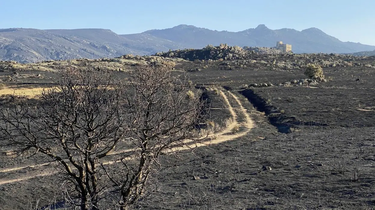 Parte de la superficie calcinada por el incendio de Navalacruz junto al Castillo de Mironcillo