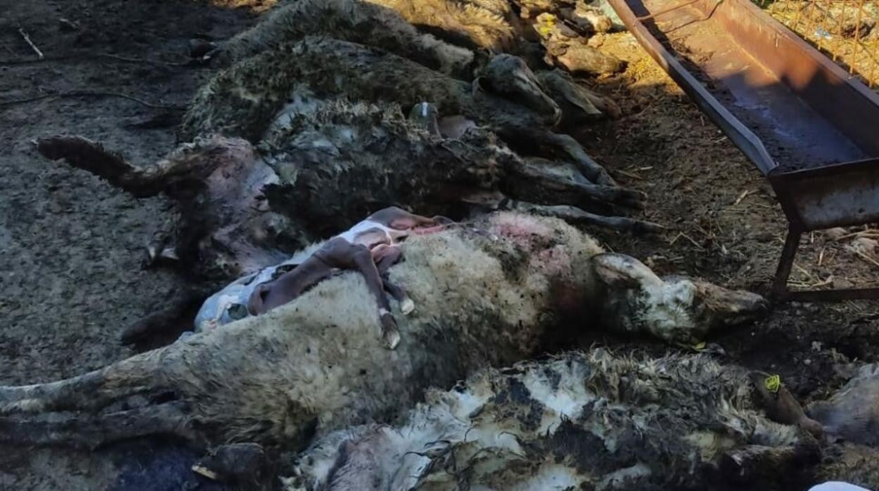 Ovejas y sus crías muertas por el ataque del lobo