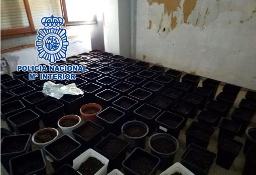 Plantación indoor de marihuana descubierta en un piso ocupado por uno de los ladrones