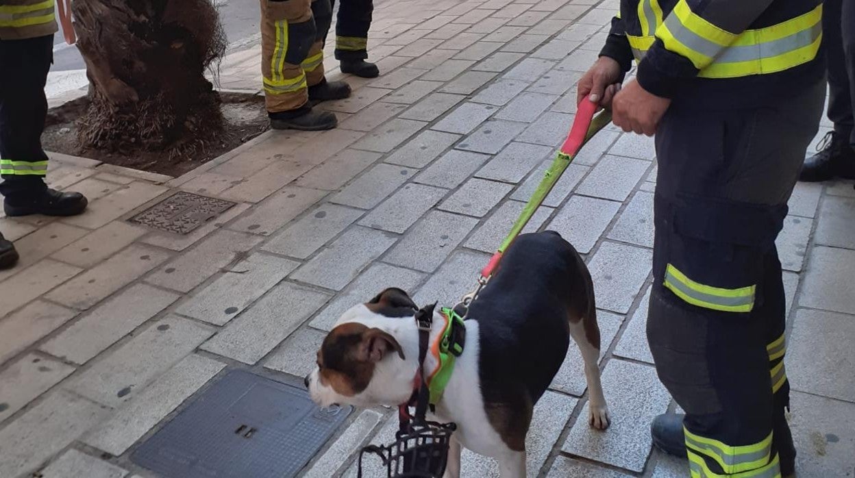 Imagen del perro rescatado por los Bomberos y la Policía Local de Alicante