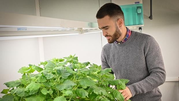 Investigadores valencianos desarrollan plantas que crean feromonas sexuales para luchar contra las plagas