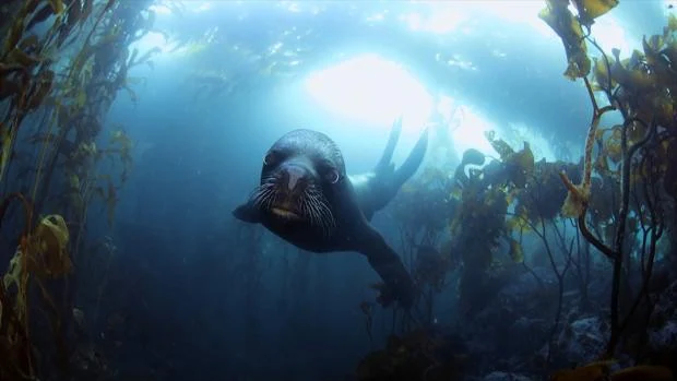 La Semana de Cine Submarino cumple tres décadas mostrando los secretos de las profundidades del mar