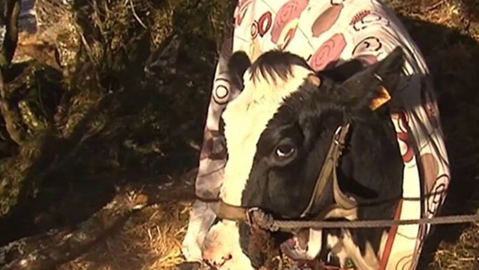 Rescatan a Lola, la vaca preñada que llevaba días atrapada en un río en Pontevedra